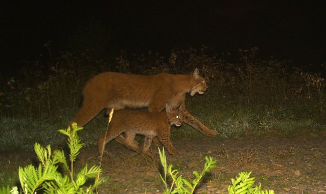 Bild: Luchs-Mama mit Nachwuchs im S&uuml;dharz unterwegs