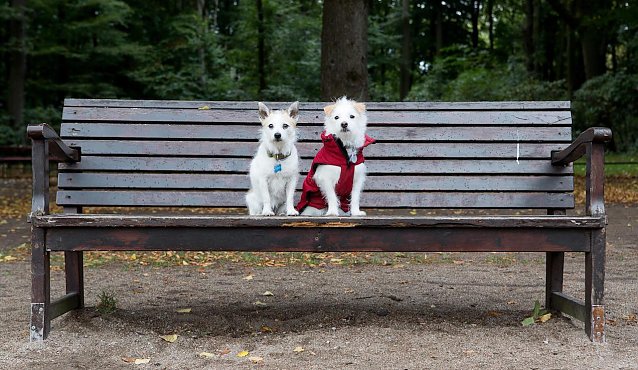 Bild: Tiere auf Zeitumstellung vorbereiten