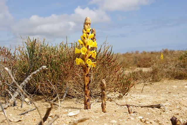 Bild: Ein botansiches Highlight S&uuml;dportugals: die Gelbe Cistanche
