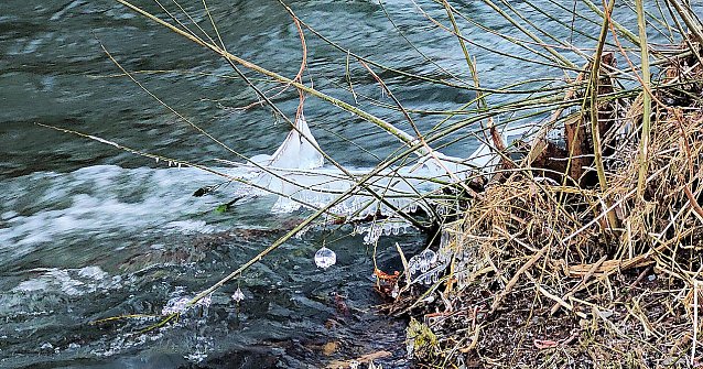Bild: An der Zorge bl&uuml;hen die Eisblumen