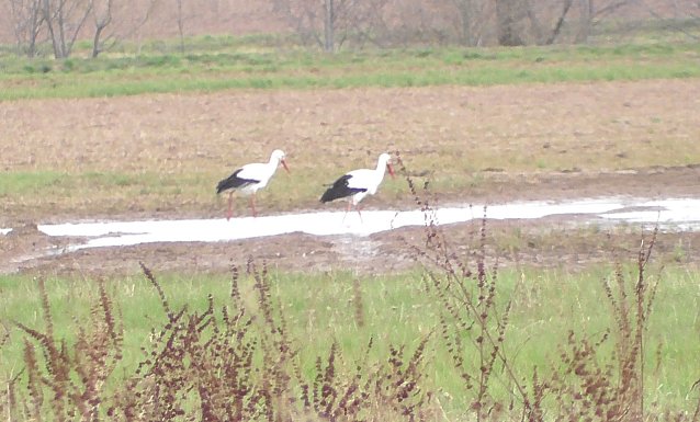 Bild: Fr&uuml;hling am Stausee 