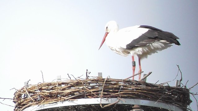 Bild: Der Storch ist da