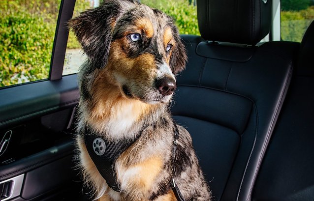 Bild: Autoreusen mit Hund werden immer beliebter