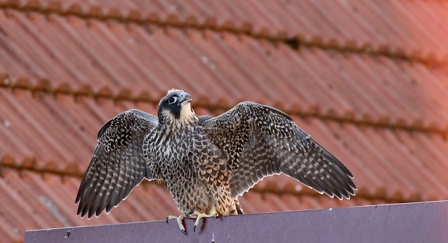 Bild: Junger Wanderfalke in der "Bettelwoche"