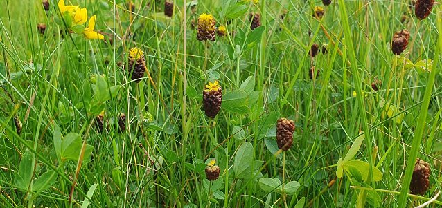 Bild: Bildunterschrift: Der deutschlandweit stark gef&auml;hrdete und seltene Moor-Klee (Trifolium spadiceum), hier auf einer Bergwiese im Landkreis Nordhausen an seinem vermutlich letzten verbliebenen Th&uuml;ringer Wuchsort im S&uuml;dharz, verbl&uuml;ht auffallend kastanienbraun.