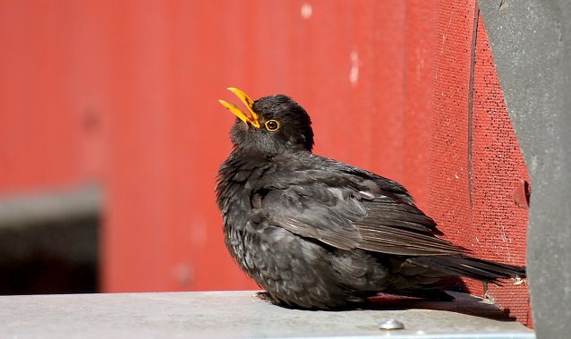 Bild: Tiere leiden unter Hitze
