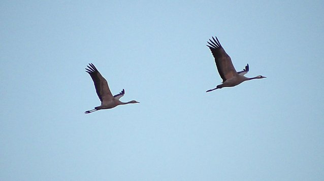 Bild: Kraniche im Anflug
