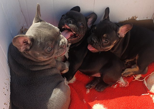 Bild: Illegal verkaufte Franz&ouml;sische Bulldoggen aus Rum&auml;nien