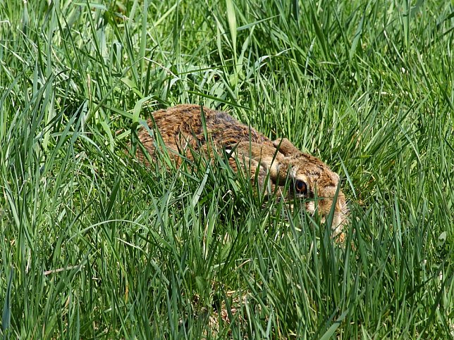 Bild: Hase