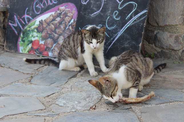 Bild: Tipps zum Katzenschutz im Urlaub