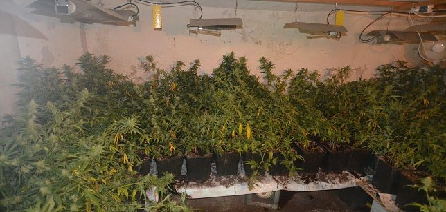 Bild: Indoorplantage ausgehoben