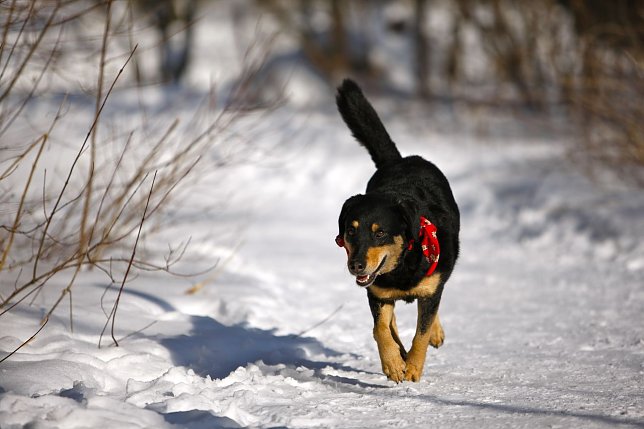 Bild: Es ist hundekalt