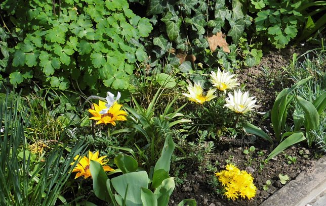 Bild: Blick in den Garten