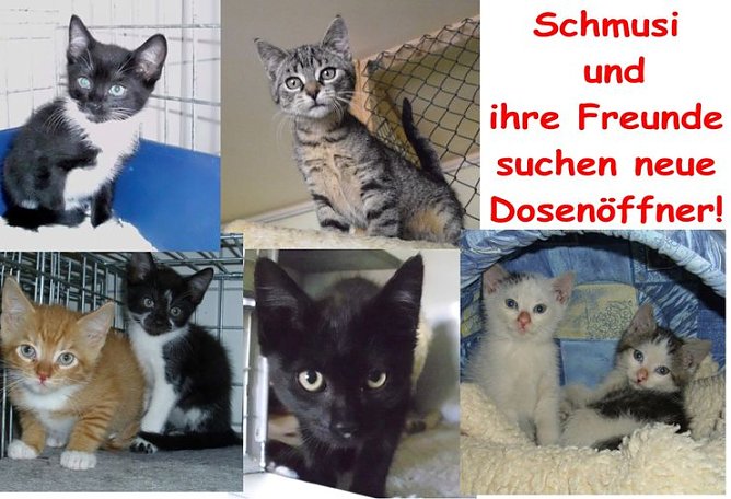 Schmusi und Freunde (Foto: C. Knust)
