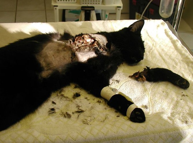 "Erlegte" Katze (Foto: privat)