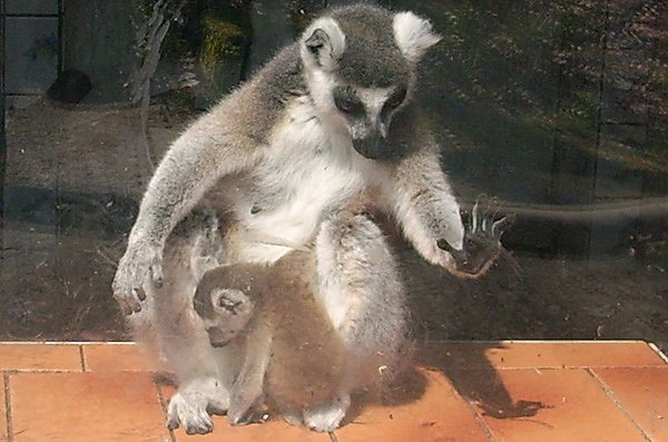 Nachwuchs bei Kattas (Foto: Karl-Heinz Herrmann) Nachwuchs bei Kattas (Foto: Karl-Heinz Herrmann)