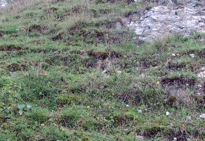 Bitterer Enzian (Foto: B. Schwarzberg) Bitterer Enzian (Foto: B. Schwarzberg)