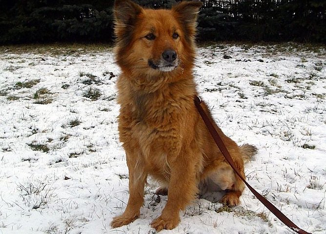 Elli (Foto: C. Knust) Elli (Foto: C. Knust)