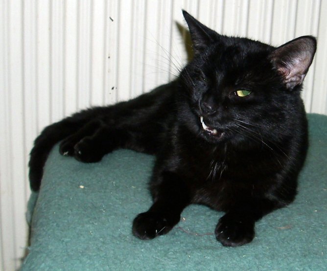 Sparky (Foto: C. Knust)