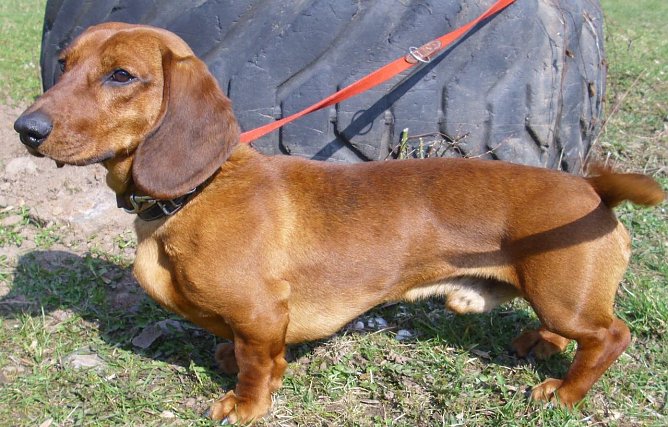 Basti (Foto: C. Knust)