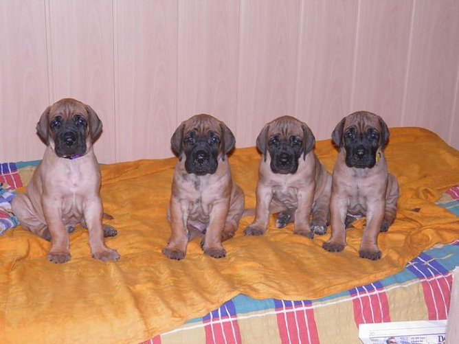 Höhepunkt für Hundefreunde (Foto: Landratsamt Kyffhäuserkreis) Höhepunkt für Hundefreunde (Foto: Landratsamt Kyffhäuserkreis)