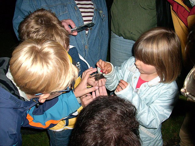 Flederm&auml;use im Schlosspark Sondershausen (Foto: Karl-Heinz Herrmann)