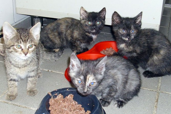 Krabbelgruppe (Foto: C. Knust)