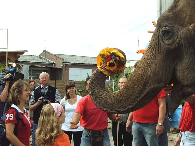 Blumen für die halbe Million (Foto: nh) Blumen für die halbe Million (Foto: nh)