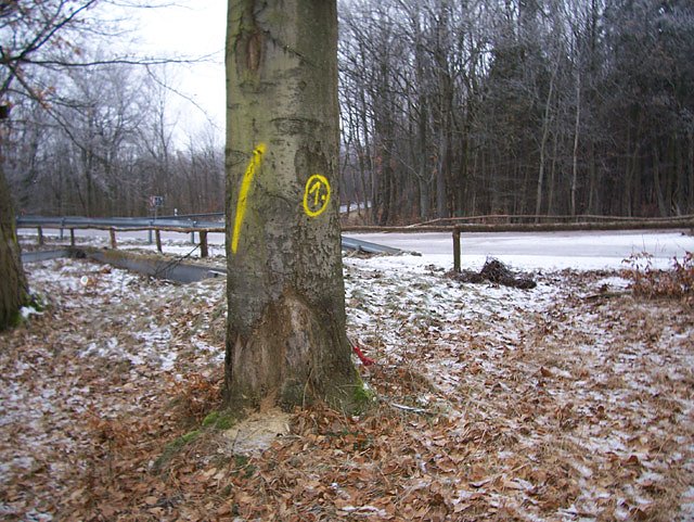 Am Ententeich im Kyffh&auml;userwald (Foto: Forstamt Oldisleben)