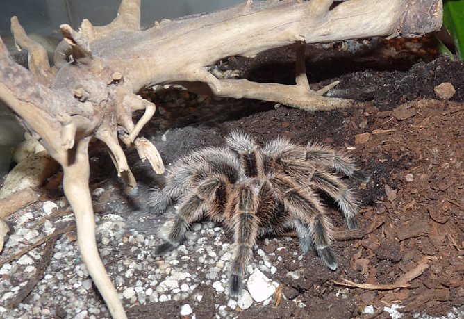 Welt der Spinnen (Foto: Karl-Heinz Herrmann) Welt der Spinnen (Foto: Karl-Heinz Herrmann)