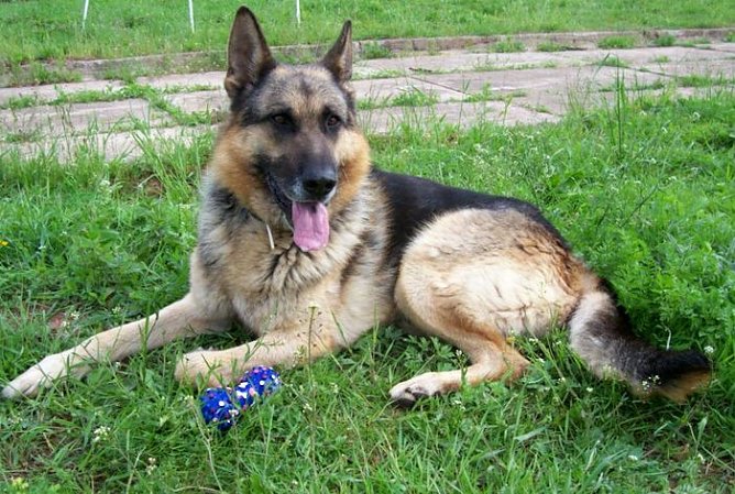 Vincent (Foto: Knust) Vincent (Foto: Knust)