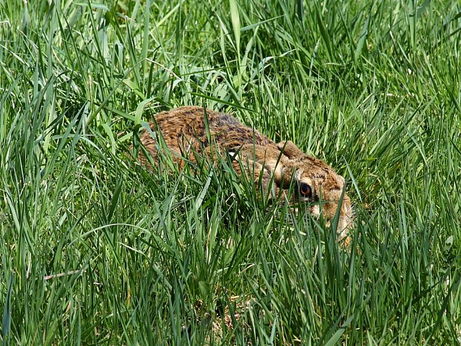 Hase (Foto: Deutscher Tierschutzbund e.V./Masanneck)