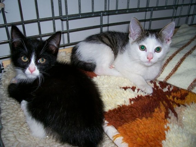 Alle zu haben (Foto: Knust) Alle zu haben (Foto: Knust)