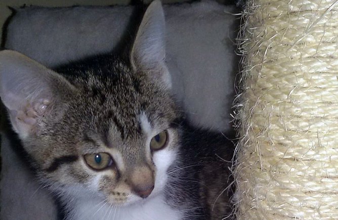 Charlett (Foto: B. Hellrung)