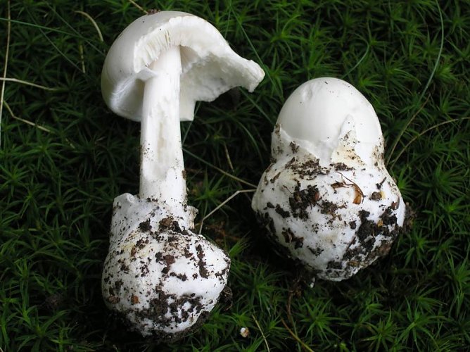 Sieht aus wie ein Champignon, ist aber t&ouml;dlich - der wei&szlig;e Knollenbl&auml;tterpilz  (Foto: Peitzsch)