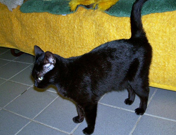 Anabell (Foto: nnz) Anabell (Foto: nnz)