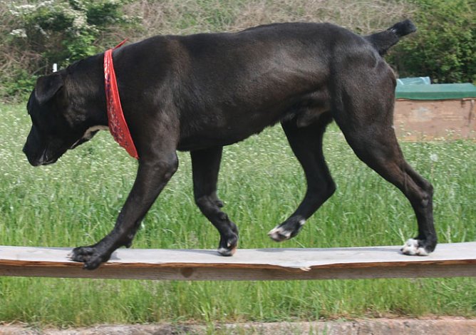 Geklaut: Theissen (Foto: Tierheim Nordhausen) Geklaut: Theissen (Foto: Tierheim Nordhausen)