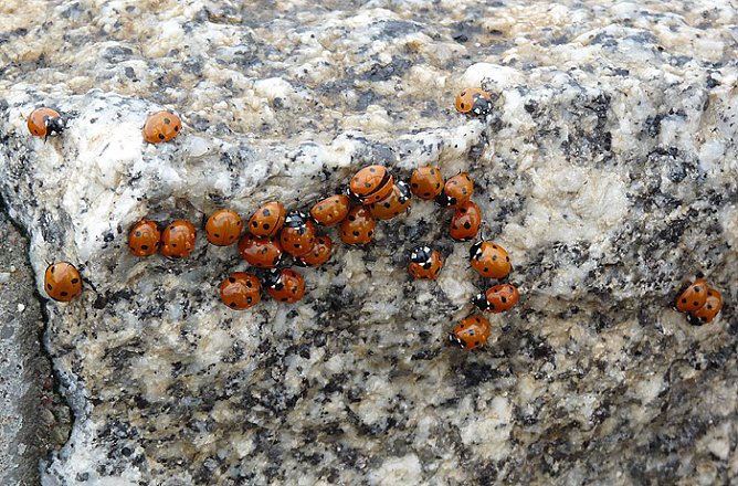 Marienkäferinvasion an Küste (Foto: Karl-Heinz Herrmann) Marienkäferinvasion an Küste (Foto: Karl-Heinz Herrmann)