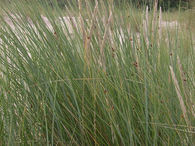 Marienkäferinvasion an Küste (Foto: Karl-Heinz Herrmann) Marienkäferinvasion an Küste (Foto: Karl-Heinz Herrmann)