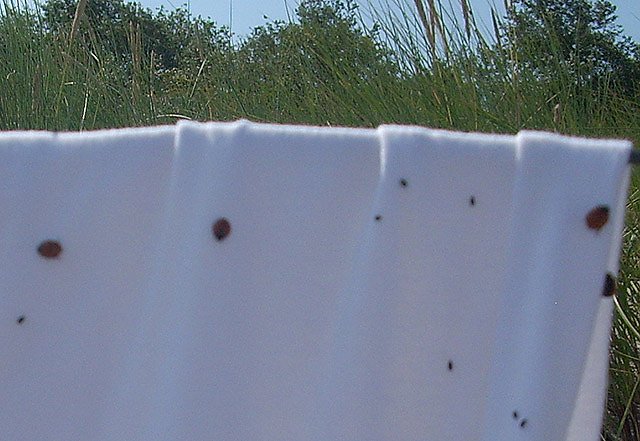 Marienkäferinvasion an Küste (Foto: Karl-Heinz Herrmann) Marienkäferinvasion an Küste (Foto: Karl-Heinz Herrmann)