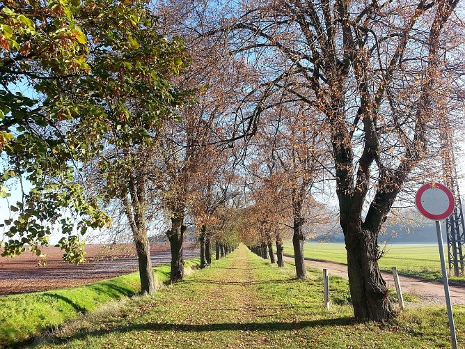 Den Weg zum Kyffh&auml;usergebirge s&auml;umen fast 400 Linden. Sie wurden um 1880 gepflanzt. In der j&uuml;ngsten Zeit wurde ihre Pflege vernachl&auml;ssigt - Krankheit und Tod droht manchem Baum. (Foto: Jochen Miche)