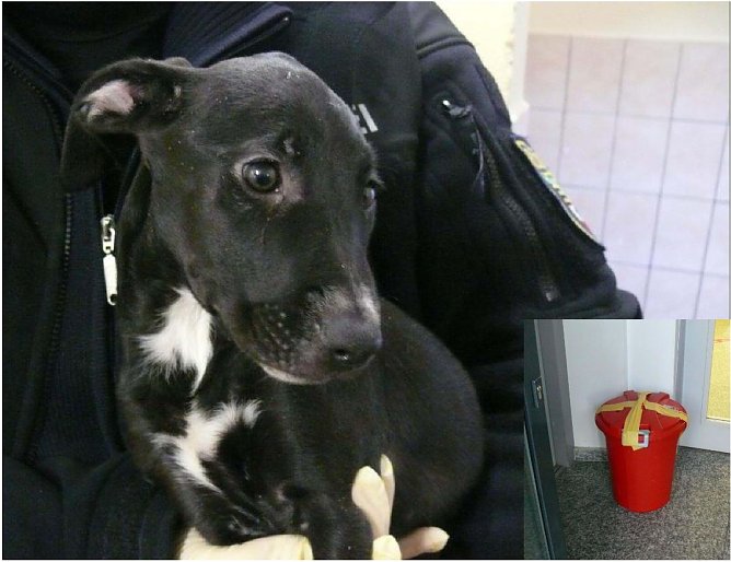 Einer der Welpen aus Magdeburg (Foto: Polizei Madgeburg)