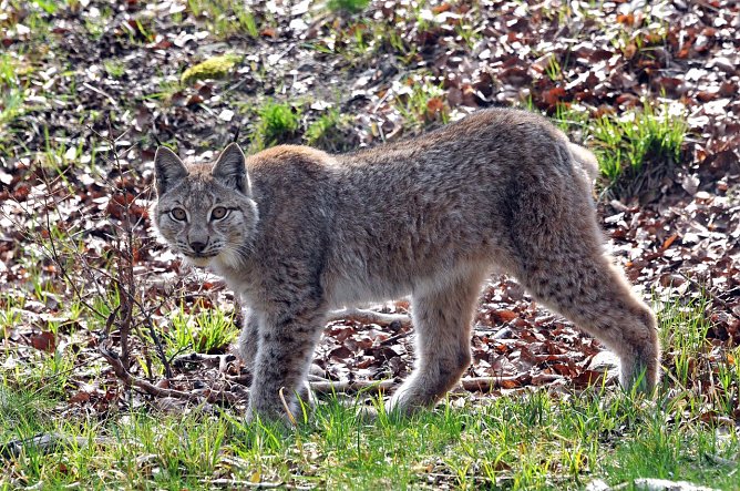 Luchs im Harz (Foto: Biosphärenreservat) Luchs im Harz (Foto: Biosphärenreservat)