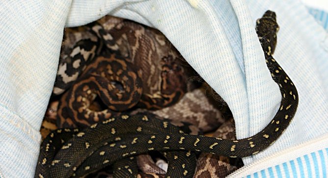 Qualvolle Reise bis ans Ende der Welt (Foto: Zoll)