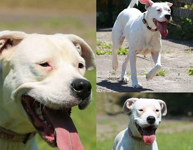 Grace (Foto: Tierheim Nordhausen)