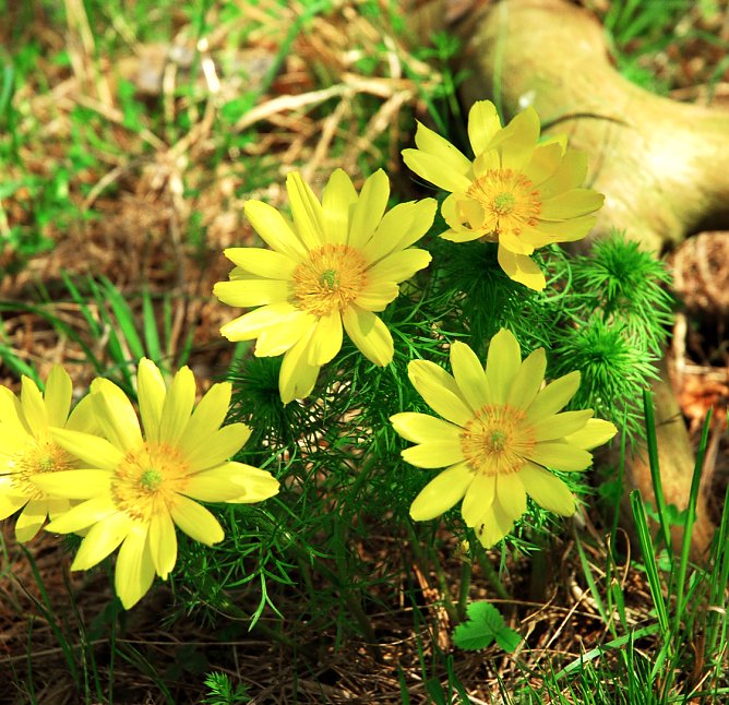 Naturpark Kyffh&auml;user (Foto: Naturpark Kyffh&auml;user)
