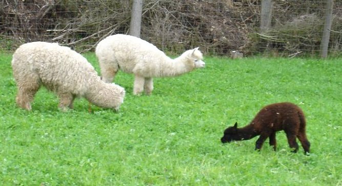 Wieder Zuhause (Foto: Archiv KN)