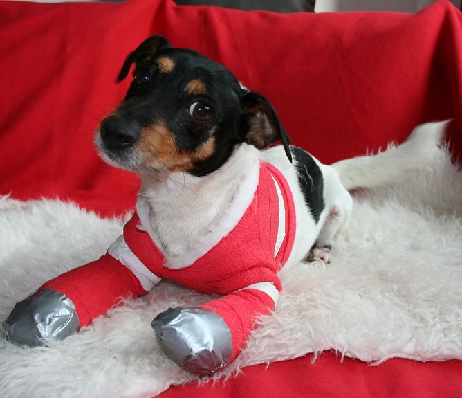 "Pelle" bekam Hilfe (Foto: Tierschutzbund Deutschland)