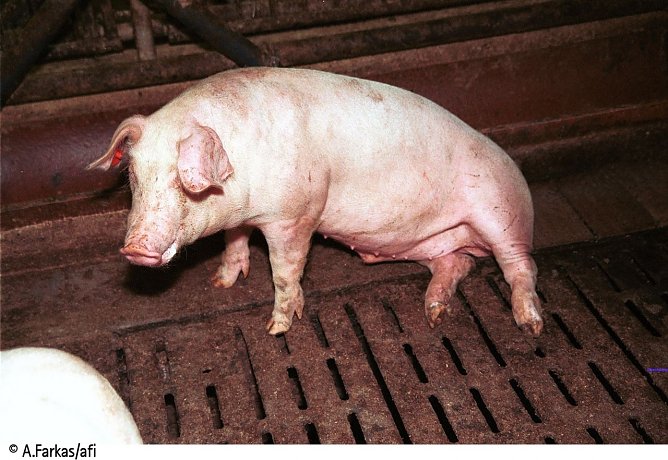 Viele Schweine in der Intensivtierhaltung sind krank oder verletzt (Foto: A. Farkas/afi) Viele Schweine in der Intensivtierhaltung sind krank oder verletzt (Foto: A. Farkas/afi)