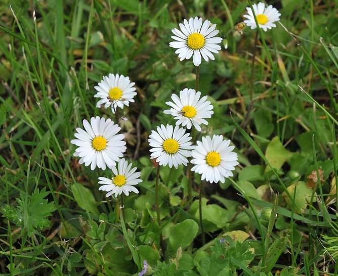 Kr&auml;utersuche (Foto: Biosph&auml;renreservat)